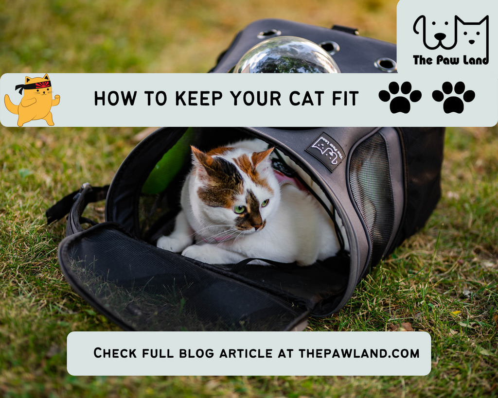 How To Keep Your Cat Fit